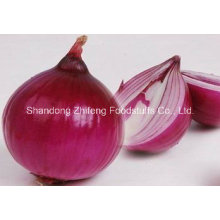 Chinese Fresh Red Onion in Good Quality